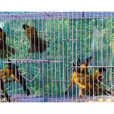 Chim ( Vật Nuôi ) Bình Chánh - Hồ Chí Minh