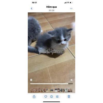 Mèo ( Vật Nuôi ) Quận 10 - Hồ Chí Minh