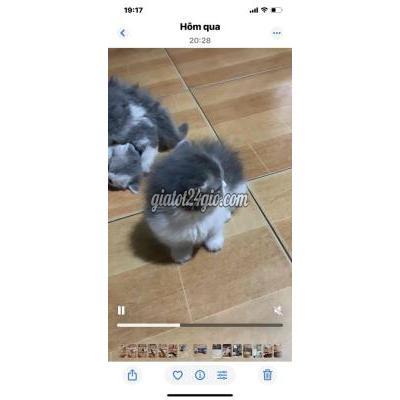 Mèo ( Vật Nuôi ) Quận 10 - Hồ Chí Minh