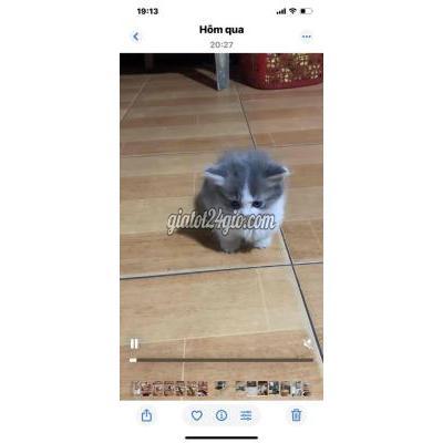 Mèo ( Vật Nuôi ) Quận 10 - Hồ Chí Minh