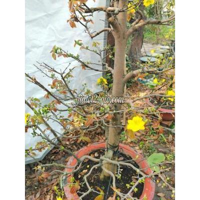 Cây Cảnh Cũ Biên Hòa - Đồng Nai