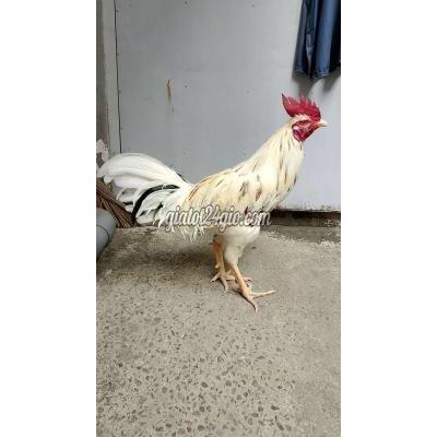 Gà ( Vật Nuôi ) Quận 12 - Hồ Chí Minh