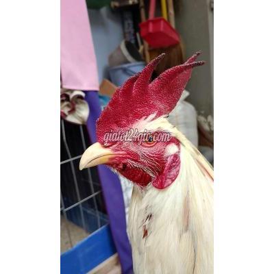 Gà ( Vật Nuôi ) Quận 12 - Hồ Chí Minh