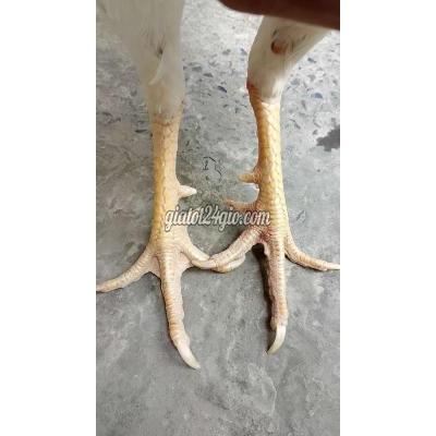 Gà ( Vật Nuôi ) Quận 12 - Hồ Chí Minh