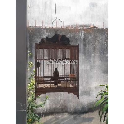 Chim ( Vật Nuôi ) Củ Chi - Hồ Chí Minh