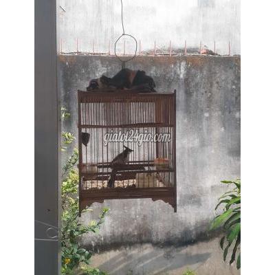 Chim ( Vật Nuôi ) Củ Chi - Hồ Chí Minh