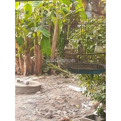 Chim ( Vật Nuôi ) Củ Chi - Hồ Chí Minh