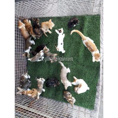 Mèo ( Vật Nuôi ) Gò Vấp - Hồ Chí Minh