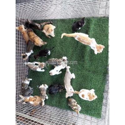 Mèo ( Vật Nuôi ) Gò Vấp - Hồ Chí Minh