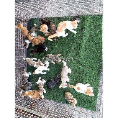 Mèo ( Vật Nuôi ) Gò Vấp - Hồ Chí Minh