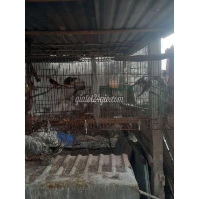 Chim Cảnh Củ Chi - Hồ Chí Minh