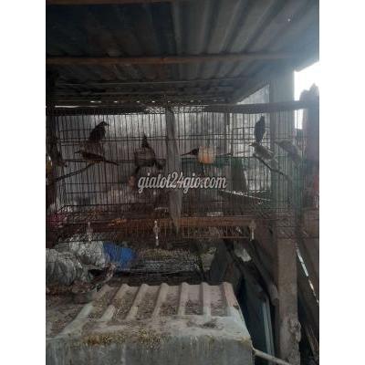 Chim Cảnh Củ Chi - Hồ Chí Minh