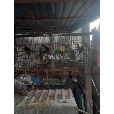 Chim Cảnh Củ Chi - Hồ Chí Minh