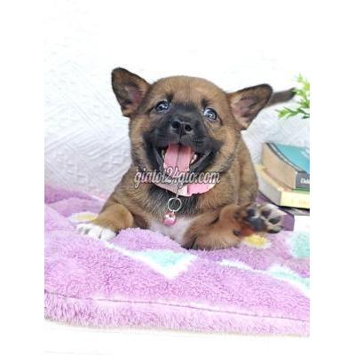 Vật Nuôi Thú Cưng Hóc Môn - Hồ Chí Minh