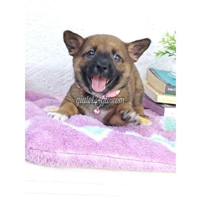 Vật Nuôi Thú Cưng Hóc Môn - Hồ Chí Minh