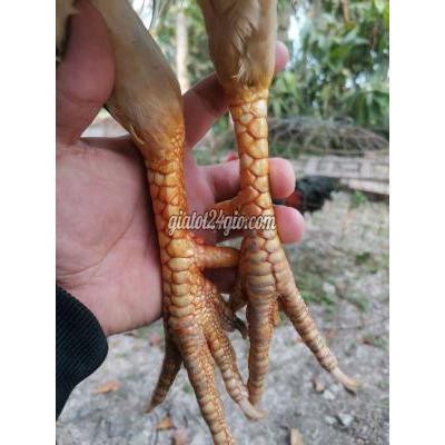 Vật Nuôi Thú Cưng Bạc Liêu - Bạc Liêu