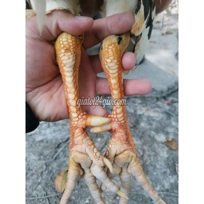 Vật Nuôi Thú Cưng Bạc Liêu - Bạc Liêu