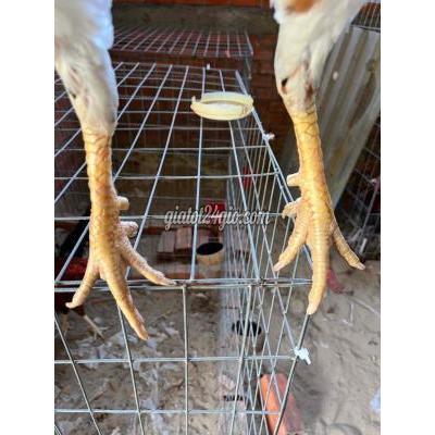 Gà ( Vật Nuôi ) Cai Lậy - Tiền Giang