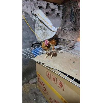 Gà ( Vật Nuôi ) Phú Xuyên - Hà Nội