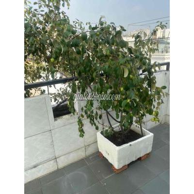 Phòng Trọ Phú Nhuận - Hồ Chí Minh