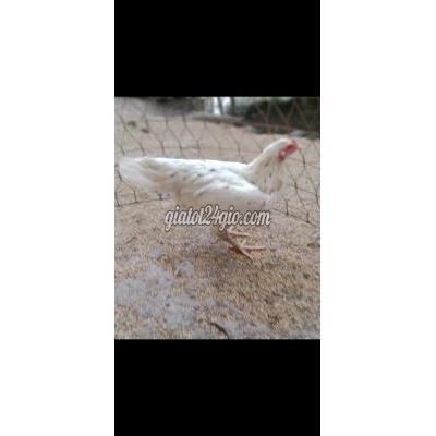 Vật Nuôi Thú Cưng Tân An - Long An