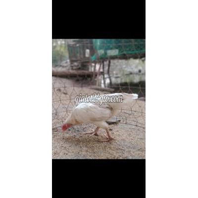 Vật Nuôi Thú Cưng Tân An - Long An