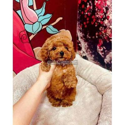 Vật Nuôi Thú Cưng Quận 5 - Hồ Chí Minh