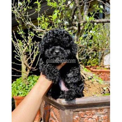 Vật Nuôi Thú Cưng Quận 5 - Hồ Chí Minh