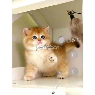 Mèo ( Vật Nuôi ) Quận 1 - Hồ Chí Minh