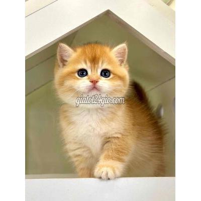 Mèo ( Vật Nuôi ) Quận 1 - Hồ Chí Minh