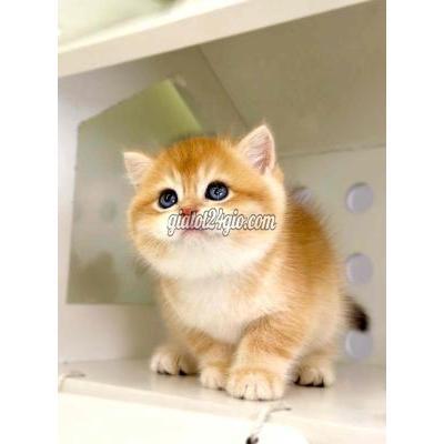 Mèo ( Vật Nuôi ) Quận 1 - Hồ Chí Minh