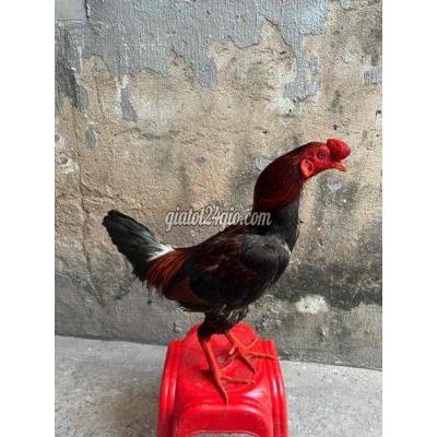 Vật Nuôi Thú Cưng Bình Tân - Hồ Chí Minh