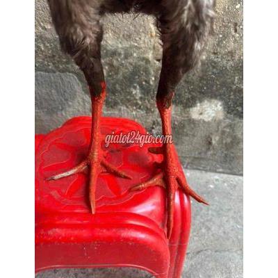 Vật Nuôi Thú Cưng Bình Tân - Hồ Chí Minh