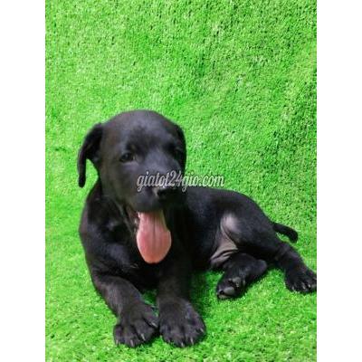 Vật Nuôi Thú Cưng Quận 6 - Hồ Chí Minh