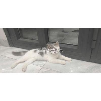 Mèo Vật Nuôi Thú Cưng Lấp Vò - Đồng Tháp