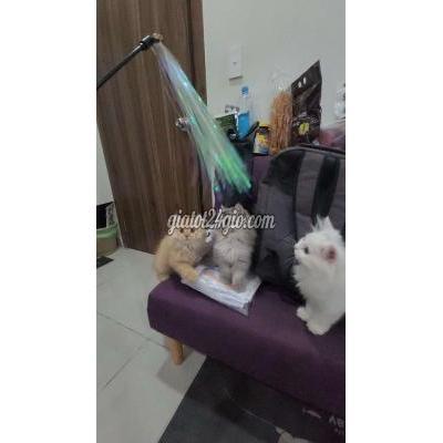 Mèo ( Vật Nuôi ) Quận 8 - Hồ Chí Minh