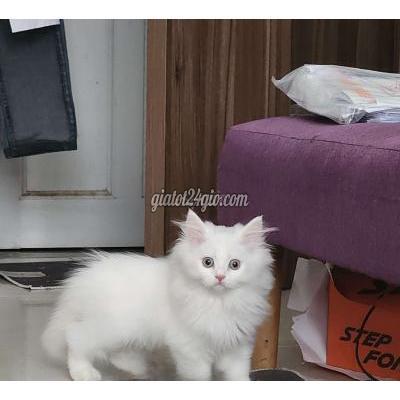 Mèo ( Vật Nuôi ) Quận 8 - Hồ Chí Minh