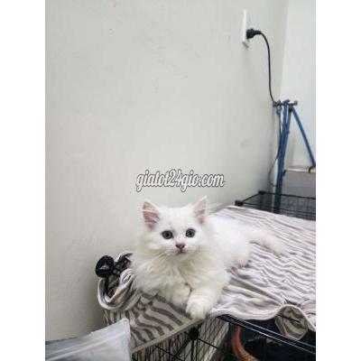 Mèo ( Vật Nuôi ) Quận 8 - Hồ Chí Minh