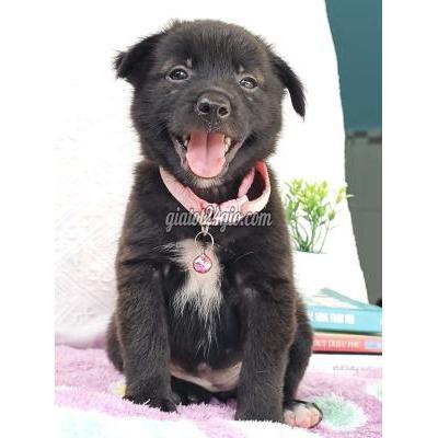 Vật Nuôi Thú Cưng Hóc Môn - Hồ Chí Minh