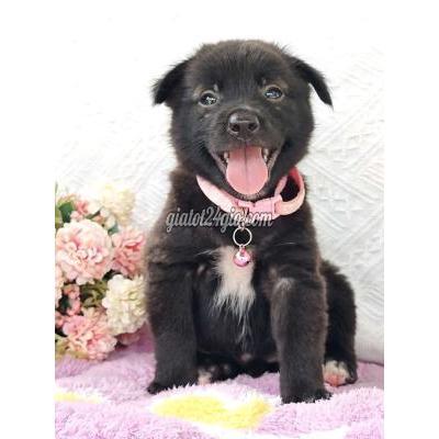 Vật Nuôi Thú Cưng Hóc Môn - Hồ Chí Minh