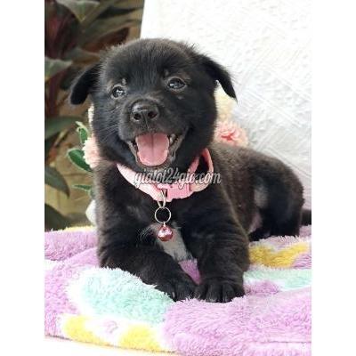 Vật Nuôi Thú Cưng Hóc Môn - Hồ Chí Minh