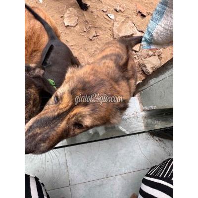 Chó Vật Nuôi Thú Cưng Hóc Môn - Hồ Chí Minh