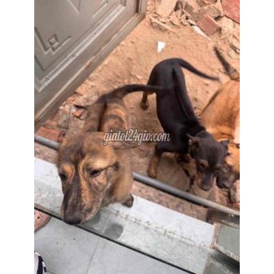 Chó Vật Nuôi Thú Cưng Hóc Môn - Hồ Chí Minh