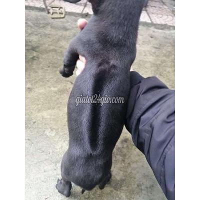 Vật Nuôi Thú Cưng Ninh Kiều - Cần Thơ