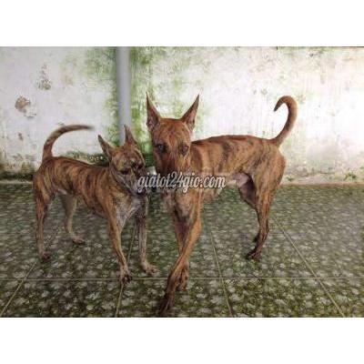 Vật Nuôi Thú Cưng Ninh Kiều - Cần Thơ