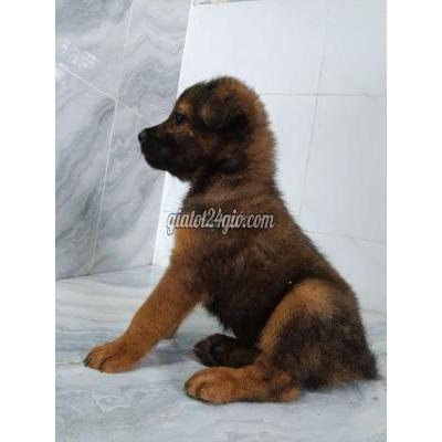 Vật Nuôi Thú Cưng Quận 6 - Hồ Chí Minh