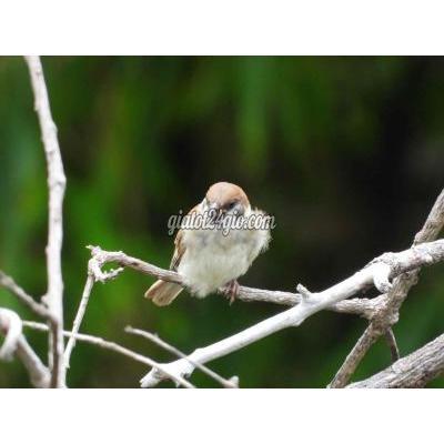 Máy Ảnh Cũ Bắc Từ Liêm - Hà Nội