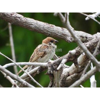 Máy Ảnh Cũ Bắc Từ Liêm - Hà Nội