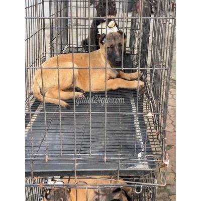 Chó Vật Nuôi Thú Cưng Biên Hòa - Đồng Nai