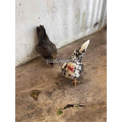 Gà ( Vật Nuôi ) Buôn Ma Thuột - Đắk Lắk